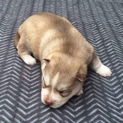 Siberian Husky Puppies/Siberian Husky/Female/Younger Than Six Months,Huskypup5 has 5 Siberian Husky Puppies available.1 Black-White Male1 Light -Red Male3 Black-White FemalePuppies where born on the 10th September & will be ready to leave around 8weeks time weekend of 4th November 2023.Note: last 2 Black White female puppies are 1 week older.Cost of puppy $1500Which Includes fortnightly wormed,1st Vaccination, Microchip and Vet Check Certificate.We also supply a puppy information folder & weekly updated photos.We have owned Siberian Huskies for over 20 years with high experienced in the breed.w huskypup5comCan organise Road Transport at buyers expensePlease contact us if you are interested or would like to view more photos.