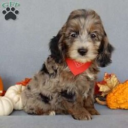 Bingo/Cockapoo									Puppy/Male	/8 Weeks,Prepare to fall in love!!! My name is Bingo and I’m the sweetest little F1 cockapoo looking for my furever home! One look into my warm, loving eyes and at my silky soft coat and I’ll be sure to have captured your heart already! I’m very happy, playful and very kid friendly and I would love to fill your home with all my puppy love!! I am full of personality, and ready for adventures! I stand out way above the rest with my beautiful uniquely marked blue merle with copper coat!!…(If you try to find one just like me you’ll be looking forever) I will come to you vet checked, microchipped and up to date on all vaccinations and dewormings . I come with a 1-year guarantee with the option of extending it to a 3-year guarantee and shipping is available! My mother is River, our beautiful 25# merle and white cocker spaniel with a heart of gold and my father is Atlas, a 16# AKC red mini poodle and he has been genetically tested clear ! Both of the parents are on the premises and available to meet!! Why wait when you know I’m the one for you? Call or text Martha to make me the newest addition to your family and get ready to spend a lifetime of tail wagging fun with me! (7% sales tax on in home pickups) 