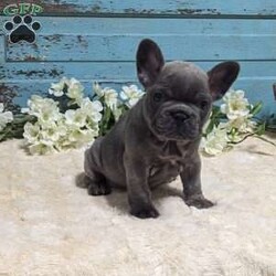 Missy/French Bulldog									Puppy/Female	/12 Weeks,Meet Missy,a gorgeous blue Frenchie girl.She will be well balanced in build and She is the sweetest,happiest playful puppy that will melt your heart.She is very healthy and will be a great addition to a lucky family!