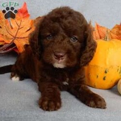 Bailey/Mini Labradoodle									Puppy/Female	/5 Weeks,Prepare to fall in love!!! My name is Bailey and I’m the sweetest little F1b mini labradoodle looking for my furever home! One look into my warm, loving eyes and at my silky soft coat and I’ll be sure to have captured your heart already! I’m very happy, playful and very kid friendly and I would love to fill your home with all my puppy love!! I am full of personality, and I give amazing puppy kisses! I stand out above the rest with my beautiful chocolate colored coat !!…  I will come to you vet checked and  up to date on all vaccinations and dewormings . I come with a 1 year guarantee with the option of extending it to a 3 year guarantee and  shipping is available! My mother is our precious Emmy, a 35#  mini labradoodle with a heart of gold and my father is Zeke, a 10#  mini poodle  and he has been genetically tested clear!!    I will grow to approx 20-25# and I will be hypoallergenic and nonshedding! !!… Why wait when you know I’m the one for you? Call or text Marilyn to make me the newest addition to your family and get ready to spend a lifetime of tail wagging fun with me!   (7% sales tax on in home pickups) Sunday inquiries will be returned on Mondays