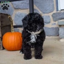 Stanley/Toy Poodle									Puppy/Male	/9 Weeks,What a tiny, little cutie Stanley is! He has been raised in our home and has started potty training! He is very well socialized, up to date on vaccines and dewormer. Call and set up a time to meet him! Mom is our family pet and available to meet.