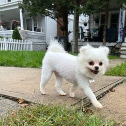 Adopt a dog:Jango /Pomeranian/Male/Young,Introducing Jango AKA Teddy, the happy-go-lucky Pom! ? This 6Lb 4 year old boy is most content right next to or on top of his person. Jango is outgoing and friendly to people and loves playtime with other dogs. He's working on housebreaking and is extremely food motivated. Jango is great on the leash during walks. His big smile, tiny wagging tail, and cuddly nature will absolutely melt your heart. Get ready for lots of love and snuggles! ??