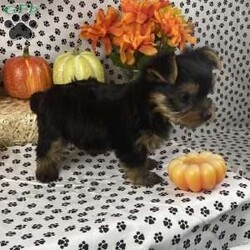 Sam/Yorkie									Puppy/Male	/7 Weeks,Meet Sam, a cute and lovable Yorkshire Terrier puppy! This angelic pup is vet checked, up to date on shots and wormer, plus comes with a health guarantee provided by the breeder. To find out more about this adorable pup, please contact Miriam today!