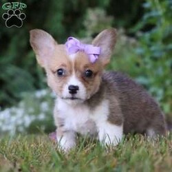 Flopsy/Pembroke Welsh Corgi									Puppy/Female	/7 Weeks,Meet Flopsy, Our darling AKC Corgi baby! This little girl is as cute as can be, with a striking, silky coat that draws attention to her no matter where she goes. With her playful and affectionate personality, she’ll be sure to win your heart in no time. Among the most agreeable housedogs, Pembroke Welsh Corgis are strong, athletic, and lively. They love playtime and are affectionate without being needy. We love this breed and want to give people the chance to share their home with this special type of dog! Our Corgis receive lots of care and attention, this shows in their confident and friendly personalities and also makes for a smooth transition to their new homes. 
