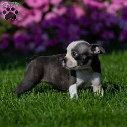 Trisha/Boston Terrier									Puppy/Female	/8 Weeks,Are you ready to welcome a Boston Terrier puppy into your life and heart? We have a lovable Boston Terrier puppy looking for a forever home filled with love and care. If you’re ready to provide a warm and loving environment, this little bundle of joy is waiting to become a cherished part of your family.