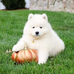 Tessa/Samoyed									Puppy/Female	/7 Weeks,Hey there, it’s Tessa and I am searching for a loving, forever family. I promise I will completely change your life for the better and will do my best to always be a good puppy.