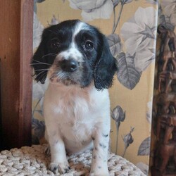 9 week old springer spaniel bitches/English springer spaniel/Female/9 weeks,2 very happy , healthy springer spaniel bitches available.

Sociable,
inquisitive & friendly,
have been introduced to everything in an active home since birth .

Mum ( liver & white )  & dad ( black & white ) are here to meet

Are microchipped & have had first vaccination.
