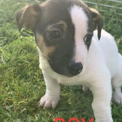 Jack Russell puppies /Jack Russell Terrier/Both/Younger Than Six Months,Jack Russell pups short hair ready for their forever homes born on the 19/9/23 have been vaccinated, microchiped,wormed, vet checked and flead.They are very playful and full of life.Lucy is 4 and half years old l would like older person who would like companionship. Not for breeding. $300Call Joe on ******3913. Please do not text. REVEAL_DETAILS 