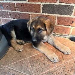 German shepherd puppies /German Shepherd Dog/Both/Younger Than Six Months,German shepherd puppies, born 7/8/23 ready for their new homes on the 2/10/23. Vax, microchipped and wormed. Well socialised with children. 2x males and 1x female 