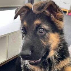 German shepherd puppies /German Shepherd Dog/Both/Younger Than Six Months,German shepherd puppies, born 7/8/23 ready for their new homes on the 2/10/23. Vax, microchipped and wormed. Well socialised with children. 2x males and 1x female 