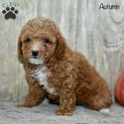 Autumn/Toy Poodle									Puppy/Female	/8 Weeks,Autumn is a bouncy a little toy poodle.She is looking for her forever home. She is a sweet, playful, baby girl, who loves, cuddling with her family and learning new things! 
