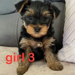 Female Yorkshire Terrier Puppies for Sale/Yorkshire Terrier/Female/Younger Than Six Months,Tedoney Yorkshire Terriers are a small registered breeder from the Sunshine Coast and are excited to announce our first litter.We have 3 x Female Yorkshire Terrier puppies for SaleRaised in our family home they are beautiful natured and extremely affectionatePuppies will be vet checked, wormed, vaccinated and micro chippedReady from NovemberSocials:FB - Tedoney Yorkshire TerriersInsta - tedoney.yorkshireterriersSold as Pets Only