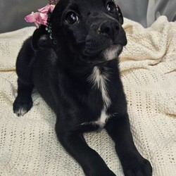 Adopt a dog:Dior/Border Collie/Female/Baby,this darling lil girl is 3 months old, she is just precious, currently about 10lb, def wont be more than 25-30lb full grown, she was rescued from a backyard breeder, she has since been fully vetted and ready for a loving family to call her own. to adopt this lil gem, click on link below for application. easy adoption process.
https://form.jotform.com/220057146504144?fbclid=IwAR3GikLye9gP9KoE_1AJsvdUuf8yFkre5GMxpffLoXcJs4bVjytyYsYI-O