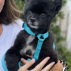 Adopt a dog:Teddy/Pomeranian/Male/Senior,Meet Teddy! This little Pomeranian is 9 years old and just 10 lbs. Teddy lives up to his name: he is the sweetest, fluffiest and cuddliest Teddy Bear come to life.


	General Behavior: Teddy is a sweet and gentle guy. He's laid back and chill, making for a great companion, especially if you're working from home or retired, he'll be your constant, calm sidekick. Every time he goes for a walk, he gets so many compliments and how cute and docile he is. He is soft and fluffy and his fosters really do call him Teddy Bear. Despite his age, sometimes you still see the puppy in him with his occasional outburst of excitement (especially if food is involved).
	Likes & Dislikes: Teddy just wants to be near his people. He will follow you around wherever you go. He doesn't mind being picked up and carried. He also loves going on car rides. He likes sleeping on high back dog beds where he can snuggle in the corner. He doesn't really play with toys, but he sure does love treats and meal time.
	Training: Teddy is a little gentleman! He is housetrained if let out regularly, he walks well on a leash, he's well behaved in the car and generally he has great basic manners. He is food motivated and can sit and give you his paw while waiting for his treat. He can mesmerize you with his puppy eyes but don't be fooled: he is patiently waiting for you to drop something to eat.
	Medical: Teddy takes his monthly heartworm and flea preventatives as each dog should, but he also suffers from environmental allergies so when he gets itchy, a quick allergy shot does the trick (he currently has a Cytopoint shot as-needed when Florida allergens are at their worst). Teddy is also on daily oral medication, he takes Enalapril for his heart (which is mildly enlarged) and Hycodan to manage a cough - both medications are completely effective and Teddy lives a normal, happy and comfortable life - these meds run less than $20/month. 
	Other Animals: Teddy is just fine with other dogs and cats too - he's such a chill guy, he doesn't mind the company of furry friends at all as long as they're friendly like he is.
	Children: Gentle Teddy is good with respectful children. 
	Home: Teddy would do well in an apartment, condo, or single-family home - a yard to roam and do his business is great, but leashed walks work well for this little guy too, he's not picky!
	Grooming: As a Pomeranian, Teddy will need professional grooming every 8-10 weeks with nail trims and at-home baths in between. Teddy is great with groomingm he doesn't fuss a bit and he's a perfect gentleman for his spa treatments. 
	Overall: Teddy is a wonderful little dog who would make a great companion for someone who's looking for an adorable, devoted sidekick and someone who is committed to spoiling him rotten and snuggling him like a Teddy Bear for the rest of his life. 


Is Teddy the best friend you've been waiting for? Then visit our website www.PoodleandPoochRescue.org where you will find the application to adopt. You'll be put in contact with his foster family if it's a match. He is up to date on vaccines, heartworm negative, microchipped, neutered and recently had his teeth cleaned. His adoption donation is $250.