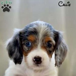 Callie/Dachshund									Puppy/Female	/6 Weeks,Callie is a sweet little dashund girl with lots of love to share!She currently lives with the Zimmerman