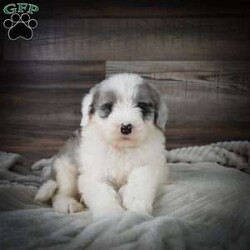 Dusk/Mini Sheepadoodle									Puppy/Male	/6 Weeks,Hi there! I’m an F1 Mini Sheepadoodle. I’m well socialized and ready for my forever home. Please call or text to adopt me today. 