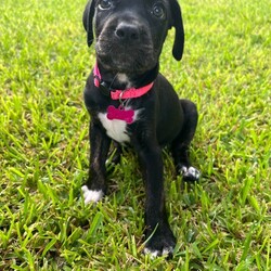 Adopt a dog:Sweet CC/Catahoula Leopard Dog/Female/Baby,Cece- where do I start with this little cutie! If you are looking for a sweet affectionate princess then Cece is your girl! This precious baby is so gentle and sweet. She loves to play and hop around the garden with her sister. She is very curious about the farm life as we have chickens and she isn’t shy to try and play with them to. Snuggling is one of Ceces favorite things to do! She will push her nose up under your chin for her ultimate nap time!  She will be a loyal dog to whomever adopts her beautiful soul.