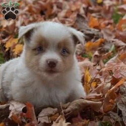 Theadore/Miniature Australian Shepherd									Puppy/Male	/9 Weeks,You will have to love little Theadore. He is a Quirky little fellow that will bring a lot of joy to your life! Call us with any questions and for more pictures and videos.