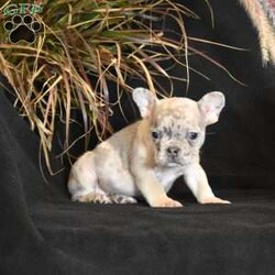 Autumn/French Bulldog									Puppy/Female	/7 Weeks,Sweet, playful and full of life. This dear little girl is family raised with lots of TLC. She is well acclimated with kids and is sure to make the perfect pet for you. Autumn is up to date with her first puppy shots and dewormers and has been vet checked. A health guarantee is provided. Call soon to make this wonderful AKC registered pup your own! She is ready for her new home October 23.
