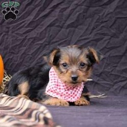 Barry/Yorkie									Puppy/Male	/8 Weeks,his baby boy is ready to find his forever home! He is expected to be 6-8 lb full grown. He is being family raised with children and is very well socialized. He is up to date on all vaccines and preventive deworming. We encourage you to come meet him in person, however if you are out of the area, we offer facetime calls! If you have any questions or would like to make a deposit to place him on hold, give us a call/text or send us a message. All of our puppies go home with their proper paperwork, a 2 year genetic health guarantee, 30 free trail of Trupanion Pet Insurance, pre-paid registration that is emailed to you once you bring your puppy home, a pre-paid online K9 Master Class and microchipped. Each of our puppies also go home with some food to transition on, NuVet & treats. We do accept Venmo & PayPal.