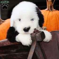 Rick/Old English Sheepdog									Puppy/Male	/5 Weeks,Rick is a Blue Eyed OES from Champion Lines. Our OES are available to PET homes only. Ready to go home November 10th! Momma is an OES named Rain and dad is an OES named Moose!