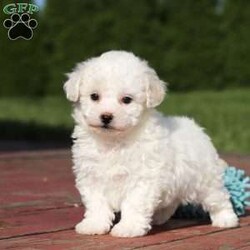 Abby/Bichon Frise									Puppy/Female	/6 Weeks,Meet Miss Abby a cutie like this is a rare find! Imagine coming home to her every night, the cutest fur baby who is always waiting eagerly with an endless number of kisses. Tiny but mighty her personality is bigger than life. Her gentle nature, intelligence, and undeniable cuteness will bring warmth and happiness to your home. With her cute puppy dog eyes and her winning ways, she is sure to have you wrapped around her little paw in no time! Don’t miss out on a lifetime of cuddles and play!!