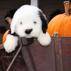 Rick/Old English Sheepdog									Puppy/Male	/5 Weeks,Rick is a Blue Eyed OES from Champion Lines. Our OES are available to PET homes only. Ready to go home November 10th! Momma is an OES named Rain and dad is an OES named Moose!