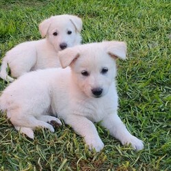 White PureBred German Shepherd Pups For Sale/German Shepherd Dog/Both/Younger Than Six Months,5 x Females2 x MalesPureBred White German ShepherdWe are delighted to announce that our White German Shepherds have had their second litter.They will be sold fully vaccinated, microchipped, flead and wormed and will be available to go to their loving families in 3 weeks.As shown in the photos, mum (Gemma) is snow white and dad (Buddy) is blonde white.They are both very gentle and playful with our children, yet both incredible guard/watch dogs.