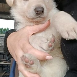 White PureBred German Shepherd Pups For Sale/German Shepherd Dog/Both/Younger Than Six Months,5 x Females2 x MalesPureBred White German ShepherdWe are delighted to announce that our White German Shepherds have had their second litter.They will be sold fully vaccinated, microchipped, flead and wormed and will be available to go to their loving families in 3 weeks.As shown in the photos, mum (Gemma) is snow white and dad (Buddy) is blonde white.They are both very gentle and playful with our children, yet both incredible guard/watch dogs.