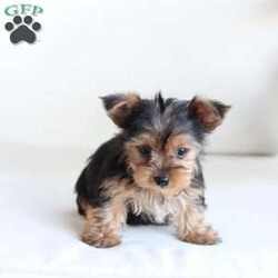 Charlie/Yorkie									Puppy/Male	/8 Weeks,Charlie is 1 of 7 in his litters , his approx adult weight is 5-7lbs , he is sweet , spunky and energetic !! We adore him and the rest of his litter . 