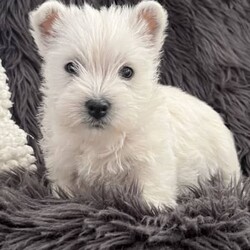 West Highland Terrier Babies soon ready for their new homes./West Highland White Terrier/Both/Younger Than Six Months,We have male and female westie puppies ready for their new homes from 5th November.The West Highland Terrier is a friendly, sturdy and spunky little breed.They are extremely confident and adaptable, this breed does not lack in self esteem.A Westie will be quick to announce an incoming visitor and then welcome them with a grin and a gaily wagging tail.The parents of this litter have all of these traits, they love people and get along with other pets and are very well mannered.Our Westie babies have been raised in our home with love and cuddles from day one.They are very confident and love to play and snuggle.These babies have had their first vaccination and have been microchipped, they have had a vet health check and and the new owner will get that report.They have a puppy pack to help them settle into their new home, it contains a blanket and toy that has the siblings and mothers scent, a bag of Royal Canin puppy biscuits which the puppy has been raised on to ensure optimum puppy health, and a puppy information folder with feeding guidelines and vet health documents.These little puppies are absolutely gorgeous and are for loving homes only.RPBA816