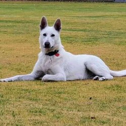 White PureBred German Shepherd Pups For Sale/German Shepherd Dog/Both/Younger Than Six Months,5 x Females2 x MalesPureBred White German ShepherdWe are delighted to announce that our White German Shepherds have had their second litter.They will be sold fully vaccinated, microchipped, flead and wormed and will be available to go to their loving families in 3 weeks.As shown in the photos, mum (Gemma) is snow white and dad (Buddy) is blonde white.They are both very gentle and playful with our children, yet both incredible guard/watch dogs.