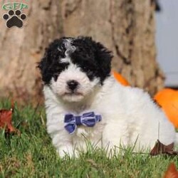 Parker/Bich-Poo									Puppy/Male	/7 Weeks,Introducing the sweetest baby Bichapoo named Parker! He has a silky, black & white coat and huge puppy dog eyes that will melt your heart. Whether you have a busy schedule and your days are filled with adventure or if you live a slow paced life, this breed is a wonderful choice for all lifestyles! The Bichon is known to be gentle and playful, while the poodle is popular for it’s intelligence and loyalty. The combination of these two breeds results in the perfect companion dog! We give our puppies a lot of attention, making sure they are healthy and completely prepared to adapt to their new homes. The Mama to this little guy is named Lola, she is such a good Mama to her puppies. She never fails to amaze us with her ability to brighten anyone’s day and her eagerness to learn new things. Lola weighs around 11 lbs. The handsome Dad, Barkley weighs 16 lbs. He has an easy going and mellow temperament, everyone loves him! Parker is microchipped, up to date on all necessary vaccines and dewormer, and he comes with a one year genetic health guarantee. He will be also be vet checked from head to tail before he joins his forever family!