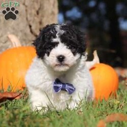 Parker/Bich-Poo									Puppy/Male	/7 Weeks,Introducing the sweetest baby Bichapoo named Parker! He has a silky, black & white coat and huge puppy dog eyes that will melt your heart. Whether you have a busy schedule and your days are filled with adventure or if you live a slow paced life, this breed is a wonderful choice for all lifestyles! The Bichon is known to be gentle and playful, while the poodle is popular for it’s intelligence and loyalty. The combination of these two breeds results in the perfect companion dog! We give our puppies a lot of attention, making sure they are healthy and completely prepared to adapt to their new homes. The Mama to this little guy is named Lola, she is such a good Mama to her puppies. She never fails to amaze us with her ability to brighten anyone’s day and her eagerness to learn new things. Lola weighs around 11 lbs. The handsome Dad, Barkley weighs 16 lbs. He has an easy going and mellow temperament, everyone loves him! Parker is microchipped, up to date on all necessary vaccines and dewormer, and he comes with a one year genetic health guarantee. He will be also be vet checked from head to tail before he joins his forever family!