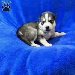 Paul/Siberian Husky									Puppy/Male	/9 Weeks,Beautiful gray and white AKC Siberian Husky puppies. All puppies are vet checked and given all age appropriate vaccines. We deworm at 2,4,6 and 8 weeks of age. The puppies are used to being handled. They are raised in our loving home with our children and other dogs. Parents are both Embark tested and cleared of genetic defects.  All puppies come with vet certificate, shot records, AKC papers, family tree, one year genetic health guarantee and a small starter bag of food. We offer continued support if you have any questions. We strive to give you the best possible puppy buying experience possible