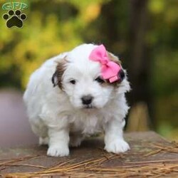 Hollie/Teddy Bear									Puppy/Female	/5 Weeks,Meet Hollie, the sweetest little Shichon. This sweet pup loves her people and will never leave your side. Playtime is no joke to her, and she will always find a way to make you smile with her cute puppy antics. With her silky, soft coat and deep brown, puppy-dog eyes, this little baby will steal your heart from the very first minute you see her. Hollie will join her new family with: • First vet exam already completed • Current on necessary vaccines and dewormer • Microchipped • Our one year genetic health guarantee Momma to this sweet baby is an adorable Bichon named Mindy. She is a family favorite and is a very good momma to her little ones. Friskee the dad, is a stunning Shitzu. He is very loyal and loves running and playing in the outdoors. For more info, or to schedule a visit with the babies, you can call . (This is a landline so we can not receive and texts. Sorry for any inconvenience.)