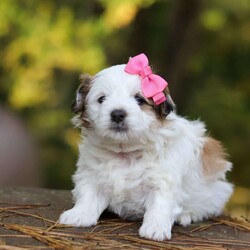 Hollie/Teddy Bear									Puppy/Female	/5 Weeks,Meet Hollie, the sweetest little Shichon. This sweet pup loves her people and will never leave your side. Playtime is no joke to her, and she will always find a way to make you smile with her cute puppy antics. With her silky, soft coat and deep brown, puppy-dog eyes, this little baby will steal your heart from the very first minute you see her. Hollie will join her new family with: • First vet exam already completed • Current on necessary vaccines and dewormer • Microchipped • Our one year genetic health guarantee Momma to this sweet baby is an adorable Bichon named Mindy. She is a family favorite and is a very good momma to her little ones. Friskee the dad, is a stunning Shitzu. He is very loyal and loves running and playing in the outdoors. For more info, or to schedule a visit with the babies, you can call . (This is a landline so we can not receive and texts. Sorry for any inconvenience.)