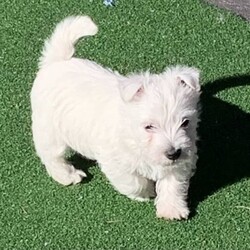 West Highland Terrier Babies soon ready for their new homes./West Highland White Terrier/Both/Younger Than Six Months,We have male and female westie puppies ready for their new homes from 5th November.The West Highland Terrier is a friendly, sturdy and spunky little breed.They are extremely confident and adaptable, this breed does not lack in self esteem.A Westie will be quick to announce an incoming visitor and then welcome them with a grin and a gaily wagging tail.The parents of this litter have all of these traits, they love people and get along with other pets and are very well mannered.Our Westie babies have been raised in our home with love and cuddles from day one.They are very confident and love to play and snuggle.These babies have had their first vaccination and have been microchipped, they have had a vet health check and and the new owner will get that report.They have a puppy pack to help them settle into their new home, it contains a blanket and toy that has the siblings and mothers scent, a bag of Royal Canin puppy biscuits which the puppy has been raised on to ensure optimum puppy health, and a puppy information folder with feeding guidelines and vet health documents.These little puppies are absolutely gorgeous and are for loving homes only.RPBA816