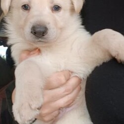 White PureBred German Shepherd Pups For Sale/German Shepherd Dog/Both/Younger Than Six Months,5 x Females2 x MalesPureBred White German ShepherdWe are delighted to announce that our White German Shepherds have had their second litter.They will be sold fully vaccinated, microchipped, flead and wormed and will be available to go to their loving families in 3 weeks.As shown in the photos, mum (Gemma) is snow white and dad (Buddy) is blonde white.They are both very gentle and playful with our children, yet both incredible guard/watch dogs.