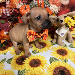 Adopt a dog:Cap’n/Dachshund/Male/Baby,Pug/ Doxy 8 weeks 

Hi! My name is Cap’n  and I am a pug / doxy mix aka Daug I am 1 of 7 siblings looking for my FurEVER and EVER family! I am a sweet, friendly - loyal family pup that does well with anyone and EVERYONE!!! and very loving little boy who will weigh about 12 lbs as an adult!! If you are looking for a loyal companion to add to your family - let’s chat!! Text 408-849-1080

? Cap’