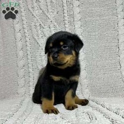 Lizzo/Rottweiler									Puppy/Female	/7 Weeks,Hello, I am a beautiful healthy active Rottweiler Puppy, I will make a great companion for you and your family, I am very well socialized, I love to run and play all day long. I am AKC Registered and would make a great companion for you and you family,My Dad is Yago he is 2 years and is is around 100 pounds,and my Mom is Raven she is around 90 pounds. They both have excellent temperaments,