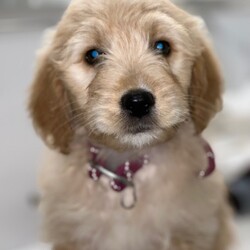 Adopt a dog:me/Miniature Poodle/Female/Baby,Adoption Event Nov 11th at 12pm at Petsmart Secaucus!  We will have a bunch of puppies available. Scheduled to have Cavapoos and Mini Goldendoodles , Mini Bernadoodles and chihuahua mix puppies . We will update with Pics on Wednesday when they arrive .. pics above are just examples of out last event 

Please fill out a application or email wrwanimalrescue@yahoo.com 

https://form.jotform.com/230230464287149