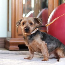 Landon/Yorkie									Puppy/Male	/8 Weeks,Landon is the definition of “pawsitively” delightful! He’s a bundle of joy, always ready to brighten your day with his playful antics. This little guy is incredibly affectionate ACA Registered Yorkshire Terrier who loves snuggles, making him the perfect cuddle buddy. His friendly nature and boundless energy will keep you entertained, and his loyalty will warm your heart. Landon is not just a pup; he’s a tiny ball of cuteness! With his soft, silky coat and big, expressive eyes, he’s an absolute head-turner. His petite size and charming appearance make him the envy of the dog park. Don’t miss your chance to bring Landon into your life. He’s the ultimate package of adorableness and charm.  Adopt Landon today, and you’ll have a forever friend who’ll bring joy, love, and laughter into your home.