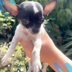 ❤️Amazing Tiny Pure Chihuahua pups MUST SEE!!❤️/Chihuahua (Long Coat)/Both/Younger Than Six Months,***SERIOUS ENQUIRIES ONLY***PRICE REDUCED THESE TINY CHIHUAHUA PUPS ARE LOOKING FOR WONDERFUL PET HOMES
