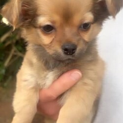 ❤️Amazing Tiny Pure Chihuahua pups MUST SEE!!❤️/Chihuahua (Long Coat)/Both/Younger Than Six Months,***SERIOUS ENQUIRIES ONLY***PRICE REDUCED THESE TINY CHIHUAHUA PUPS ARE LOOKING FOR WONDERFUL PET HOMES