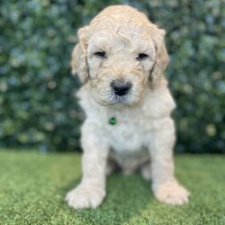 Adopt a dog:5 x F1b Standard Groodles (DNA Clear) Free Delivery Sydney//Male/Younger Than Six Months,5 x beautiful purebred F1b Standard Groodle puppies available to a loving home. Ready to go from the 29th November and we can deliver them to Sydney on this date.- 5 x MalesPuppies come :- With first round of vaccinations & microchipped- Vet check report- 6 weeks free pet insurance- Not desexed- Wormed every 2 weeksThe puppies have been raised indoors and outdoors, and around children and other puppies. These puppies will be low shedding, some do have more of a non-shedding/poodle type coat, some have more of the typical first generation groodle look that will be wavy and fleece. Similar to bordoodle, labradoodle, Aussiedoodle.The father is a DNA Clear 25kg Black Parti Standard Poodle, the mother is a 28kg DNA tested Clear Standard Groodle. We own both parents and I can send photos of parents on request.Once our puppies leave, we:- Would love to see updates!- Offer a rehoming policy- Offer a 18 month health guarantee- Have a Facebook page you can stay in touch or see other puppies we have bred- Offer support and are free to talk at any time throughout your puppies lifeWe are located in Nyngan NSW, can get to Dubbo at any stage. Road transport is usually organised from Dubbo. There will be free transport to Sydney, with a chosen meeting location and time. Happy to arrange other freight at buyers expense, flights from Sydney to another capital city are usually around $300Full members of AAPDB: 16947BIN: B000738270We have a website & Facebook page Country Canine Co. Please look on our Facebook group Country Canine Co. Families for photos of the previous litter as adults.