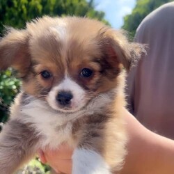 ❤️Amazing Tiny Pure Chihuahua pups MUST SEE!!❤️/Chihuahua (Long Coat)/Both/Younger Than Six Months,***SERIOUS ENQUIRIES ONLY***PRICE REDUCED THESE TINY CHIHUAHUA PUPS ARE LOOKING FOR WONDERFUL PET HOMES