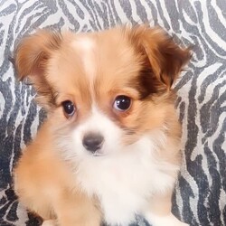 ❤️Amazing Tiny Pure Chihuahua pups MUST SEE!!❤️/Chihuahua (Long Coat)/Both/Younger Than Six Months,***SERIOUS ENQUIRIES ONLY***PRICE REDUCED THESE TINY CHIHUAHUA PUPS ARE LOOKING FOR WONDERFUL PET HOMES