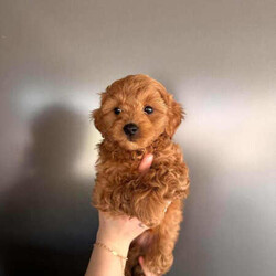 Adopt a dog:Toy Moodle puppies READY NOW AFTERPAY AVAILABLE /Maltese/Female/Younger Than Six Months,Beautiful Toy Moodle puppies1 Female3 MalesMum - MoodleDad - Toy poodle DNA CLEARPayments accept, Card,Cash,Bank Transfer,Credit cardFREE LOCAL DELIVERY (BRISBANE / GOLDCOAST / TWEED HEADS)Are you looking for the perfect furry companion to add to your family? Look no further! We have seven adorable Toy Moodle puppies looking for loving homes. We have 3 females 4 males available they each have their own unique personalities that make them special.If you're looking for a trustworthy and ethical pet breeder, look no further than promisedpets. With over three years of experience in the pet industry, we have a proven track record of providing high-quality pets and excellent customer service. We take pride in only working with ethical breeders who share our commitment to animal welfare and responsible breeding practices. When you choose promisedpets, you can rest assured that you're getting a healthy, happy pet that has been raised with care and compassion.Don't just take our word for it - check out our customer reviews on our Instagram to see what our satisfied customers have to say!Free delivery throughout Goldcoast/Brisbane!Interstate enquiries available, will send anywhere around Australia. We organise all our transport through dogtainers.Please enquiry specifically if after payment installment optionPuppies are partially toilet trained on puppy pads and fake grass, introduced to loud sounds (music) and grooming (hair dryer and baths).All puppies are semi crate trained, so will transition into crate training quite quickly.Each puppy has received their first vaccination and microchip (vet check also) they are fed a premium diet and socialised with cats and older dogs so they can transition easily.✅VET CHECKED & CLEAR✅1st Vaccination completed ($40 off nextvaccination with greencross)✅Microchipped (with change of ownership transfer paper)✅Flea & Tick treated✅4 weeks complimentary pet insurance, for the new owner.✅Worming/feeding schedule documentation given to new owner.✅Fed on premium foodWormed every 2 weeks with drontal puppy wormer✅24/7 support from us✅ First puppy groom (under 12 weeks) FREE with our partnered groomer ✂️All our puppy bedding/toys/pens/crates have been sanitised with F10 veterinary grade disinfectantIf you would like to purchase one of these beautiful puppies, please feel free to give me a message to arrange a suitable time for a viewing or FaceTime for interstate enquiries.Member of RPBA- 10625QLD breeder number- BIN0011126443061