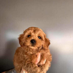 Adopt a dog:Toy Moodle puppies READY NOW AFTERPAY AVAILABLE /Maltese/Female/Younger Than Six Months,Beautiful Toy Moodle puppies1 Female3 MalesMum - MoodleDad - Toy poodle DNA CLEARPayments accept, Card,Cash,Bank Transfer,Credit cardFREE LOCAL DELIVERY (BRISBANE / GOLDCOAST / TWEED HEADS)Are you looking for the perfect furry companion to add to your family? Look no further! We have seven adorable Toy Moodle puppies looking for loving homes. We have 3 females 4 males available they each have their own unique personalities that make them special.If you're looking for a trustworthy and ethical pet breeder, look no further than promisedpets. With over three years of experience in the pet industry, we have a proven track record of providing high-quality pets and excellent customer service. We take pride in only working with ethical breeders who share our commitment to animal welfare and responsible breeding practices. When you choose promisedpets, you can rest assured that you're getting a healthy, happy pet that has been raised with care and compassion.Don't just take our word for it - check out our customer reviews on our Instagram to see what our satisfied customers have to say!Free delivery throughout Goldcoast/Brisbane!Interstate enquiries available, will send anywhere around Australia. We organise all our transport through dogtainers.Please enquiry specifically if after payment installment optionPuppies are partially toilet trained on puppy pads and fake grass, introduced to loud sounds (music) and grooming (hair dryer and baths).All puppies are semi crate trained, so will transition into crate training quite quickly.Each puppy has received their first vaccination and microchip (vet check also) they are fed a premium diet and socialised with cats and older dogs so they can transition easily.✅VET CHECKED & CLEAR✅1st Vaccination completed ($40 off nextvaccination with greencross)✅Microchipped (with change of ownership transfer paper)✅Flea & Tick treated✅4 weeks complimentary pet insurance, for the new owner.✅Worming/feeding schedule documentation given to new owner.✅Fed on premium foodWormed every 2 weeks with drontal puppy wormer✅24/7 support from us✅ First puppy groom (under 12 weeks) FREE with our partnered groomer ✂️All our puppy bedding/toys/pens/crates have been sanitised with F10 veterinary grade disinfectantIf you would like to purchase one of these beautiful puppies, please feel free to give me a message to arrange a suitable time for a viewing or FaceTime for interstate enquiries.Member of RPBA- 10625QLD breeder number- BIN0011126443061